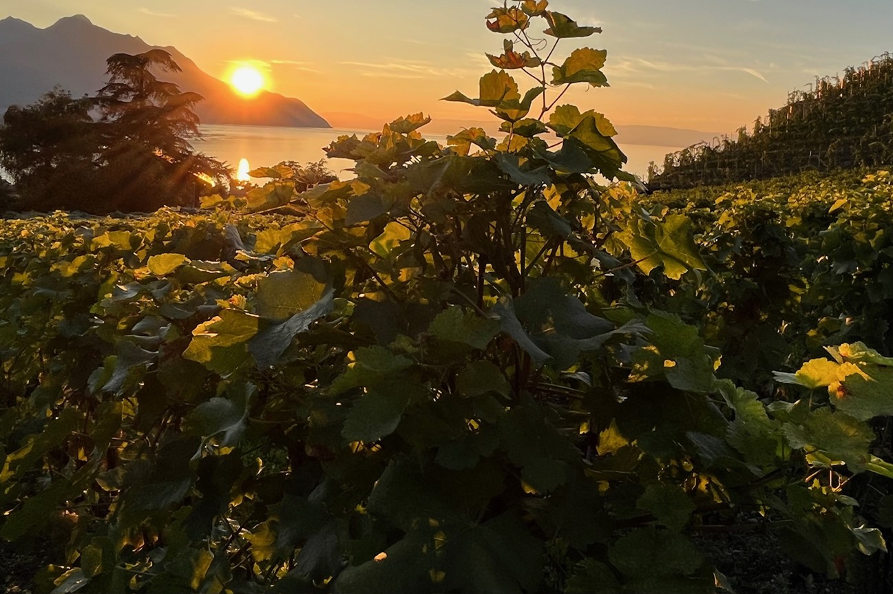 vignes au soir